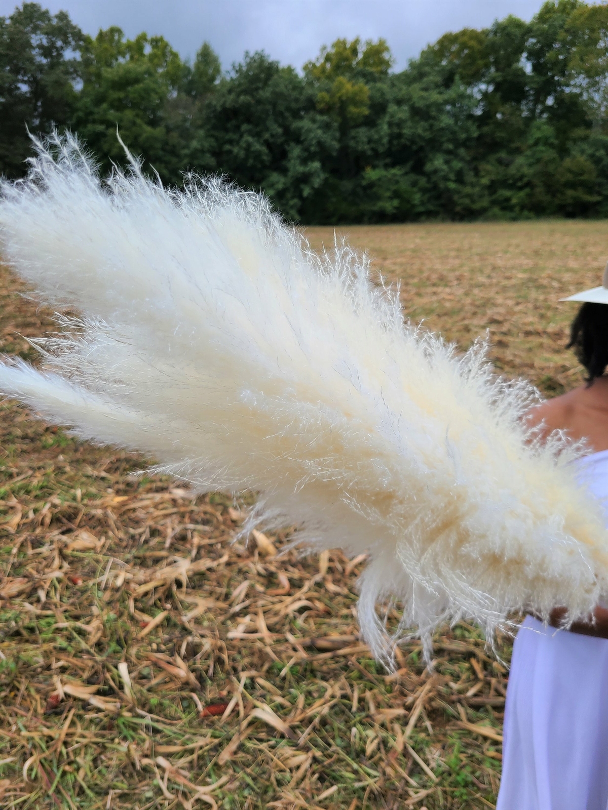 Extra Large Fluffy White Ivory Pampas Grass Jumbo