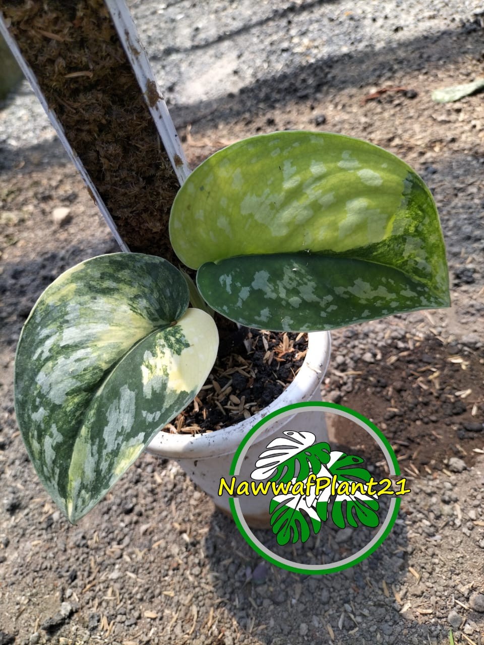 Scindapsus Andalas Variegated Two Leaf Real Picture