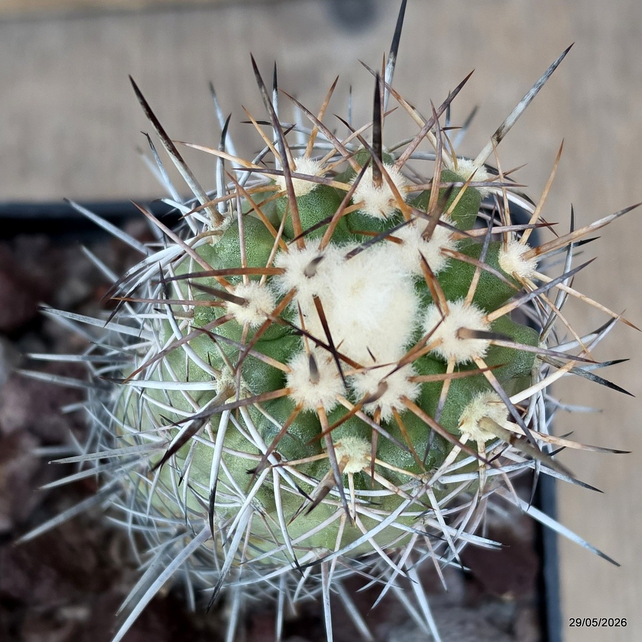 D3290 COPIAPOA HORRIDISPINA KK1713 pot10-H11-W5,5 cm MaMa Cactus