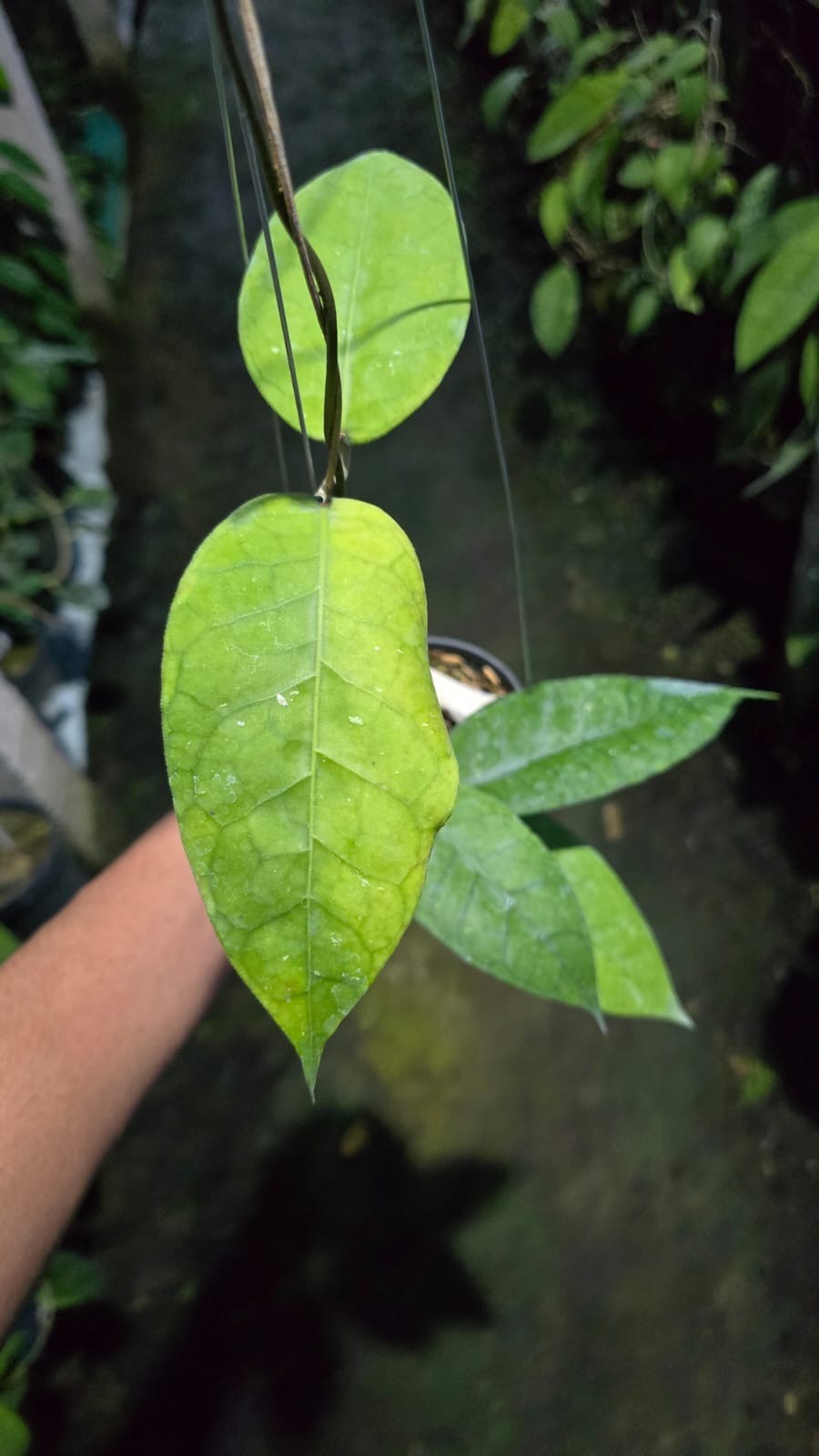 Real Picture Hoya Sp Aceh Rikit Musara Rare Plant