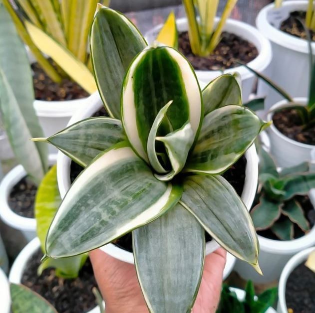 Sansevieria Silver Frost Rare Uniqe Snake Plant