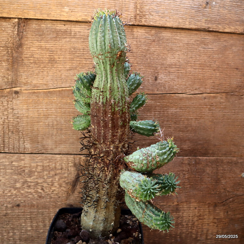 D2673 EUPHORBIA STELLISPINA OLD pot14-H33-W15 cm MaMa Cactus