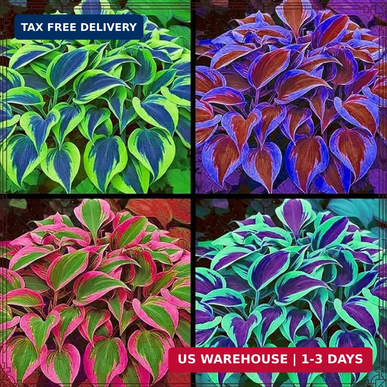 185+ Mix Color Hosta Seeds for Planting – Shade Tolerant Perennials Flowers