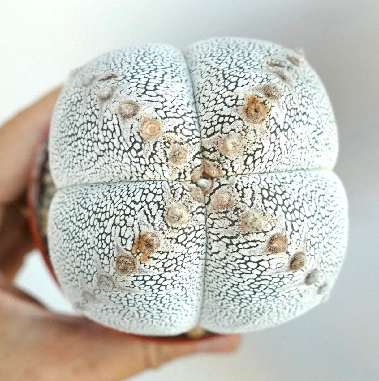 Astrophytum cv ONZUKA QUADRICOSTATUM WHITE – Bishop’s cap | Star cactus