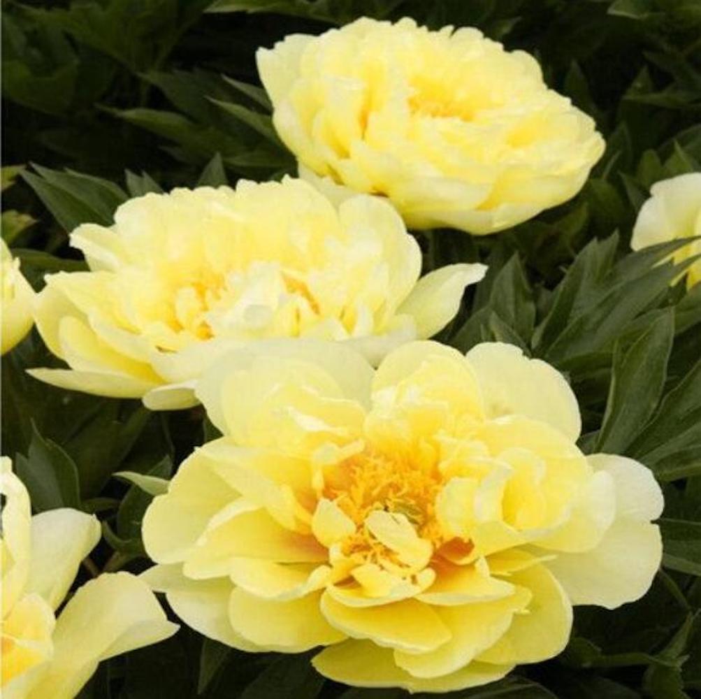 (10) PEONIES SEEDS rare exotic flower home blossom garden USA SELLER W/TRACKING