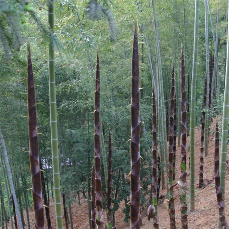 Giant Bamboo Seeds Perennial evergreen Grows Edible Bamboo shoots 100Pcs