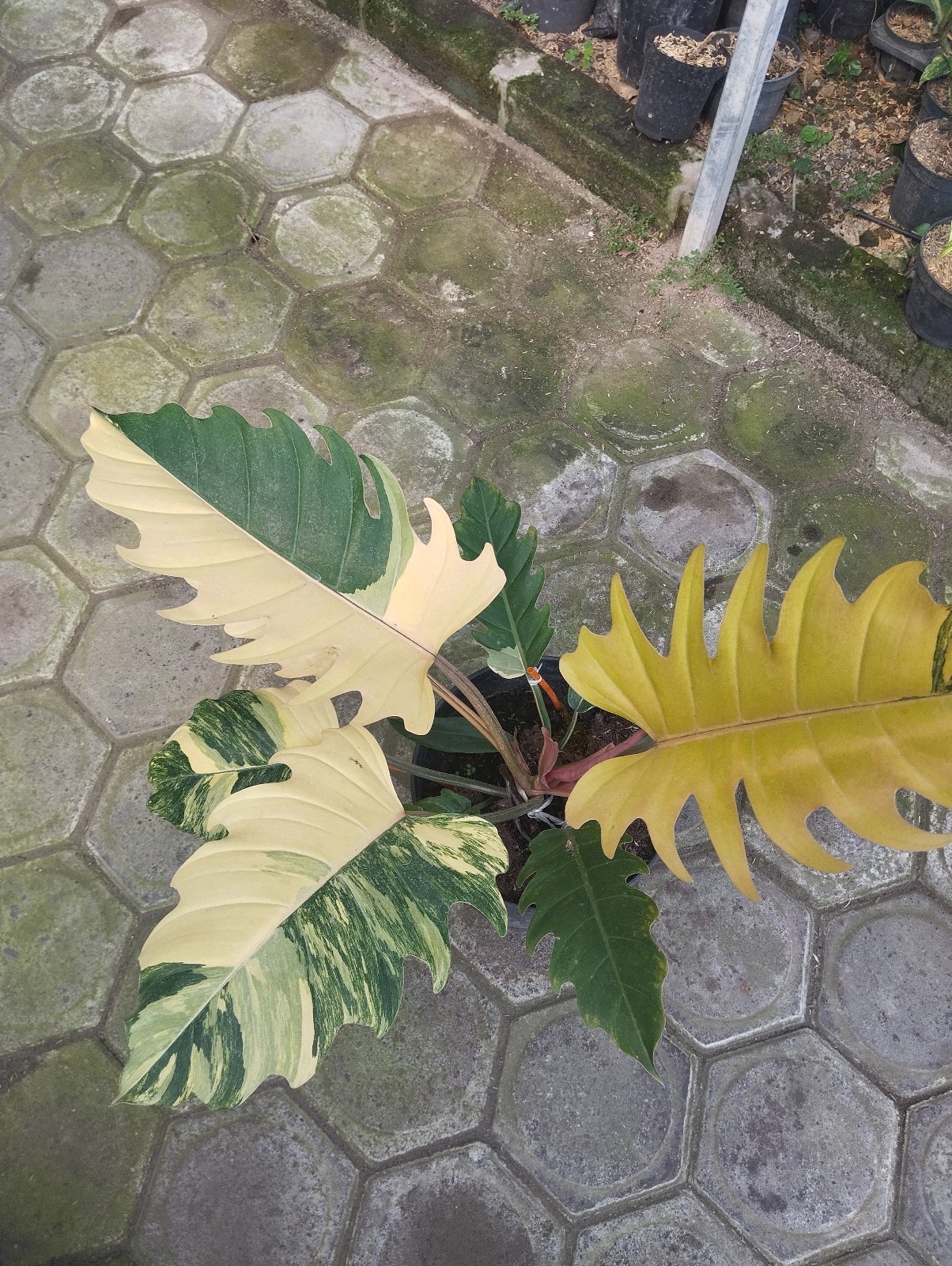 Philodendron Caramel Marble Big Size Variegated Real Picture Free Phitosanytari