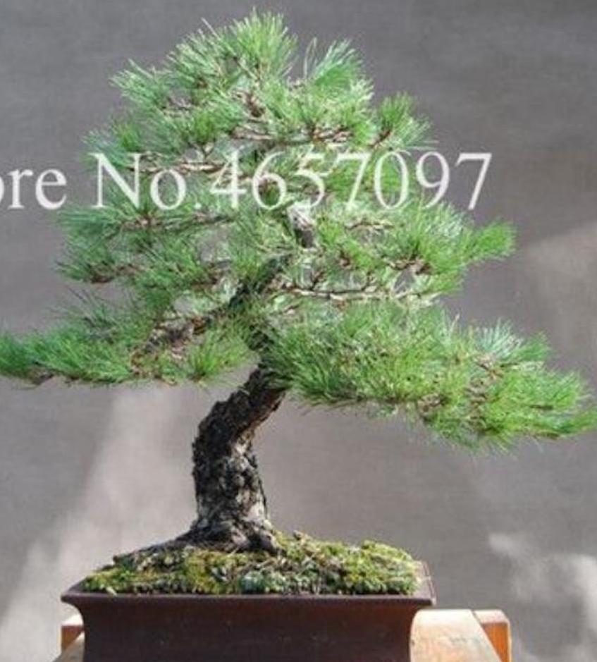 (10) BONSAI PINE TREE SEEDS rare exotic home garden mini dwarf USA SELLER TRACK
