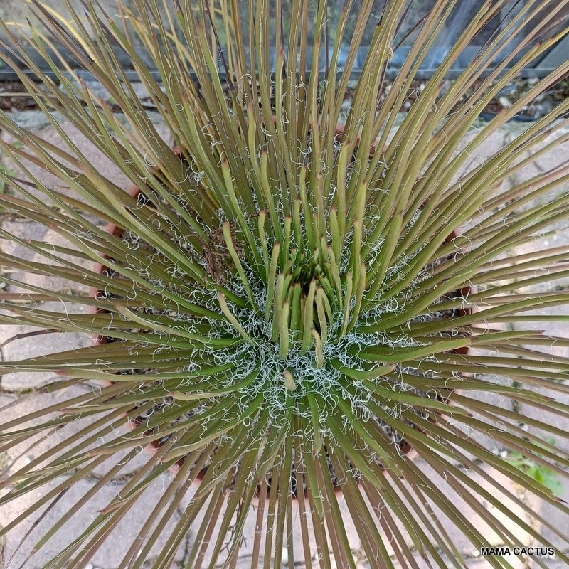 A7898 AGAVE GEMINIFLORA pot 35 cm H 43 cm W 55 cm MaMa Cactus