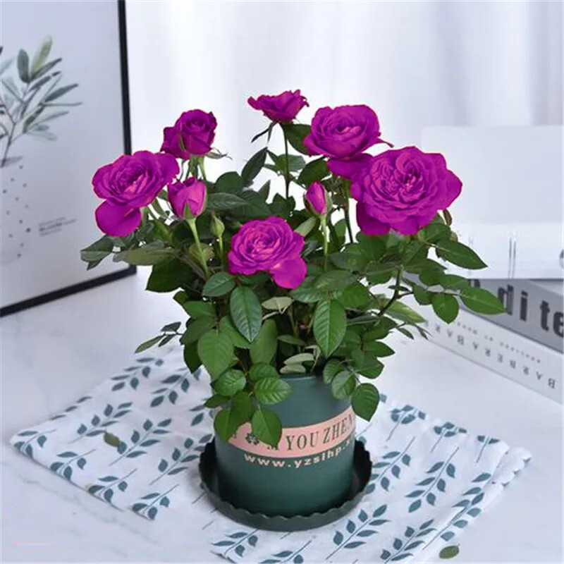 (10) ROSE SEEDS RARE exotic perennial flower garden bush tea USA SELLER W/TRACK