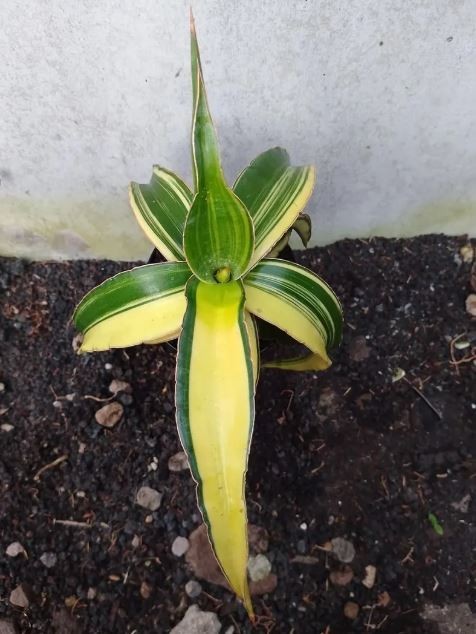 Sansevieria Powysii Variegated Size Big Rare Uniqe Snake Plant