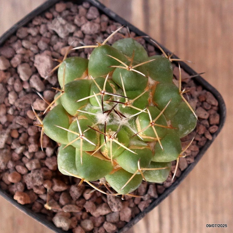 D5158 CORYPHANTHA MAIZ-TABLASENSIS PAR121 pot7-H5,5-W5 cm MaMa Cactus