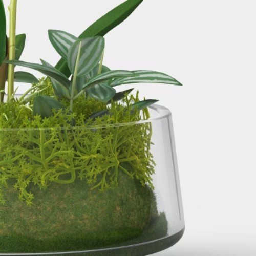 Orchid Glass Terrarium – Threshold