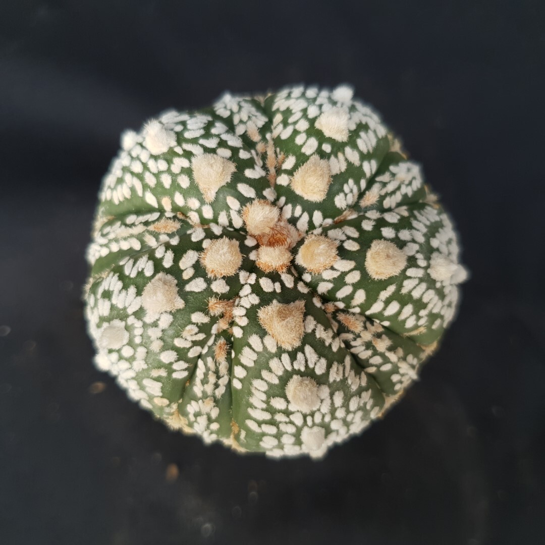 Astrophytum asterias ‘SUPER KABUTO’ seedling, seedgrown