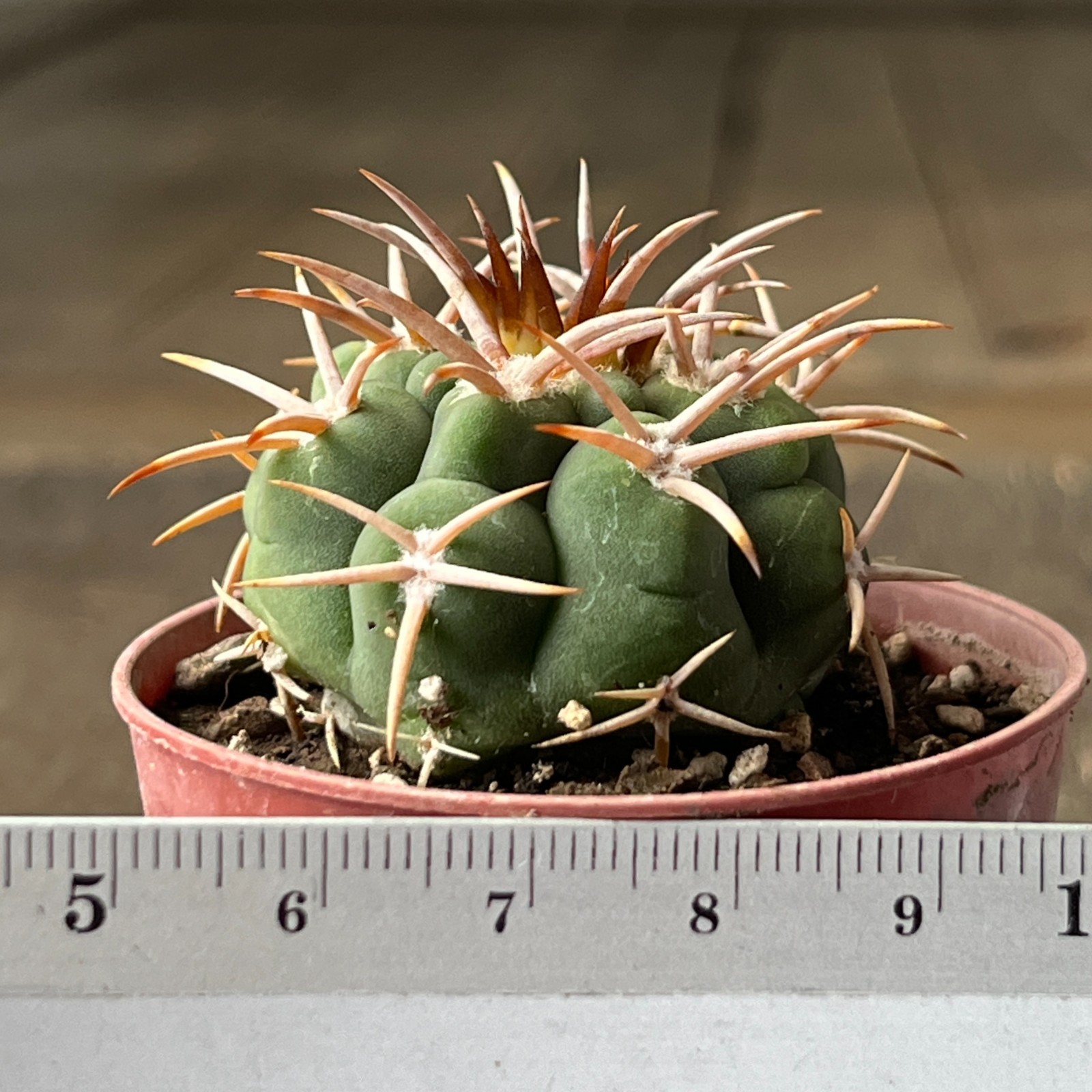 A45-787 Gymnocalycium ferocior, AGUA de Ramon, own root