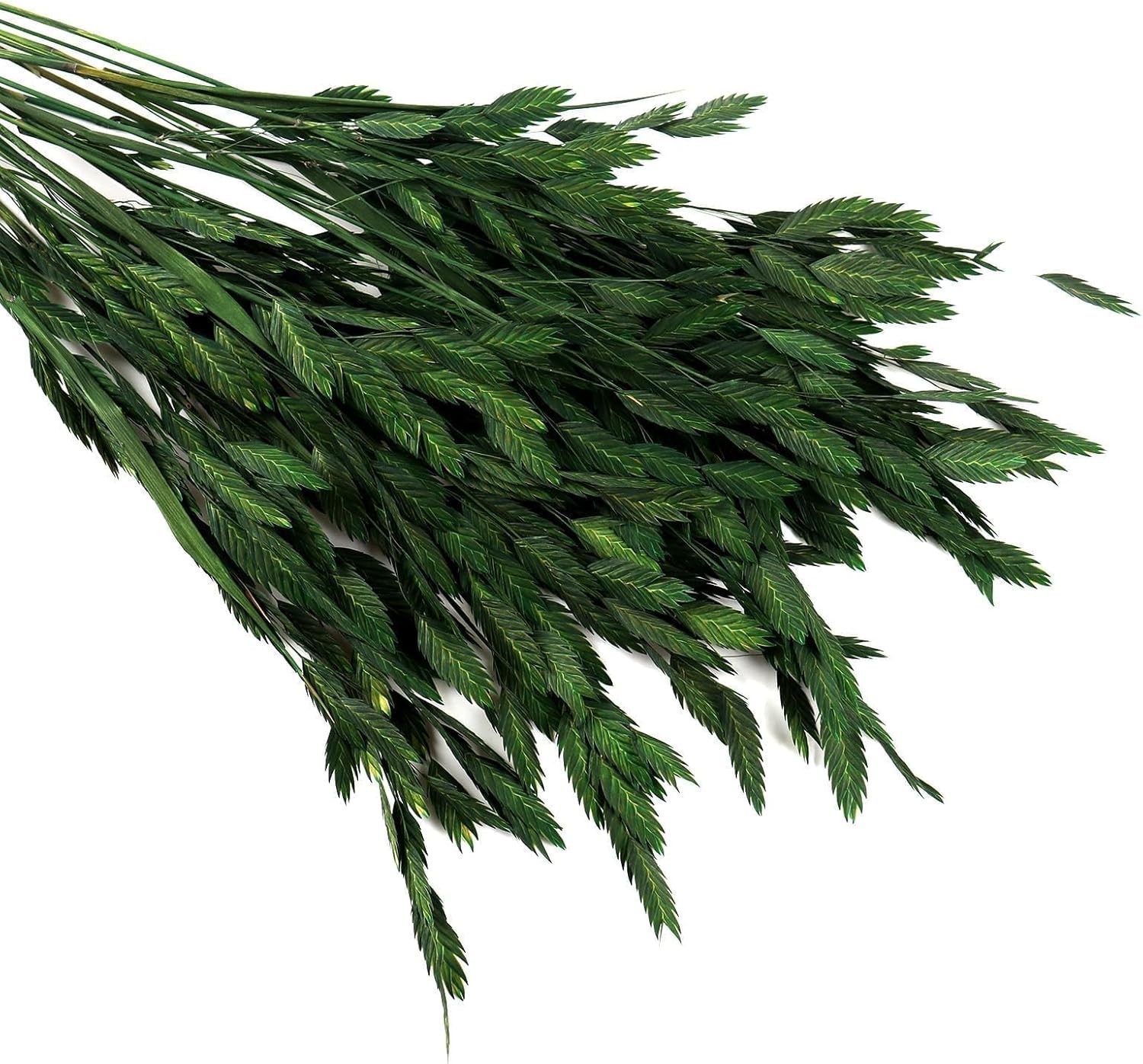 Unbranded Dried Preserved Oat Grass Plant with Stem–Dark Green-40 Pieces