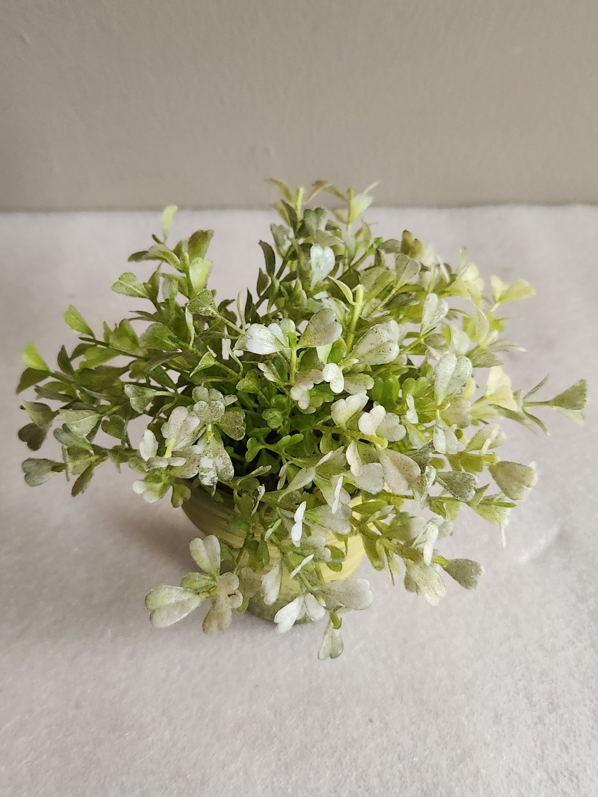 Small Green Ceramic Flower Pot with Artificial Baby Tear Plant • Pot 3⅜” Tall