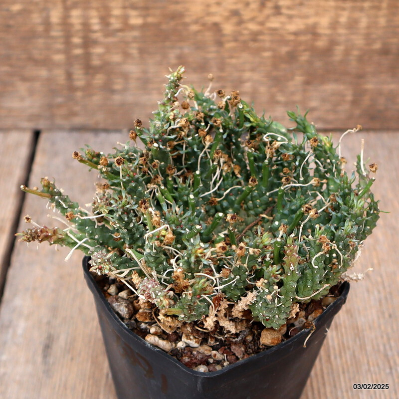 A8771 EUPHORBIA GORGONIS pot8-H9-W15 cm MaMa Cactus