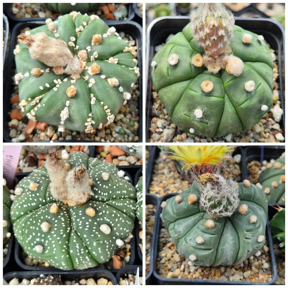 Astrophytum asterias ‘Kikko’ 5 – ribs 10seeds 2025 year