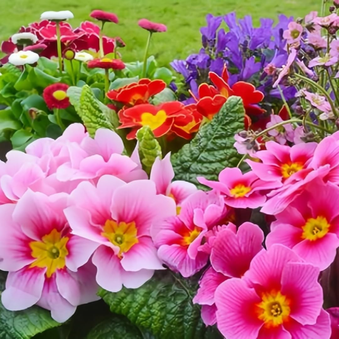 Primrose Flower Seeds (300Pcs) – Colorful Perennial Blooms for Patio Pots, Rock