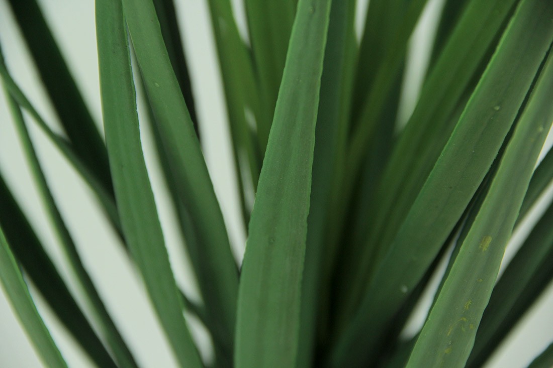 Scratch & Dent Yucca Plant in Clay Pot 26.5 Inch Tall