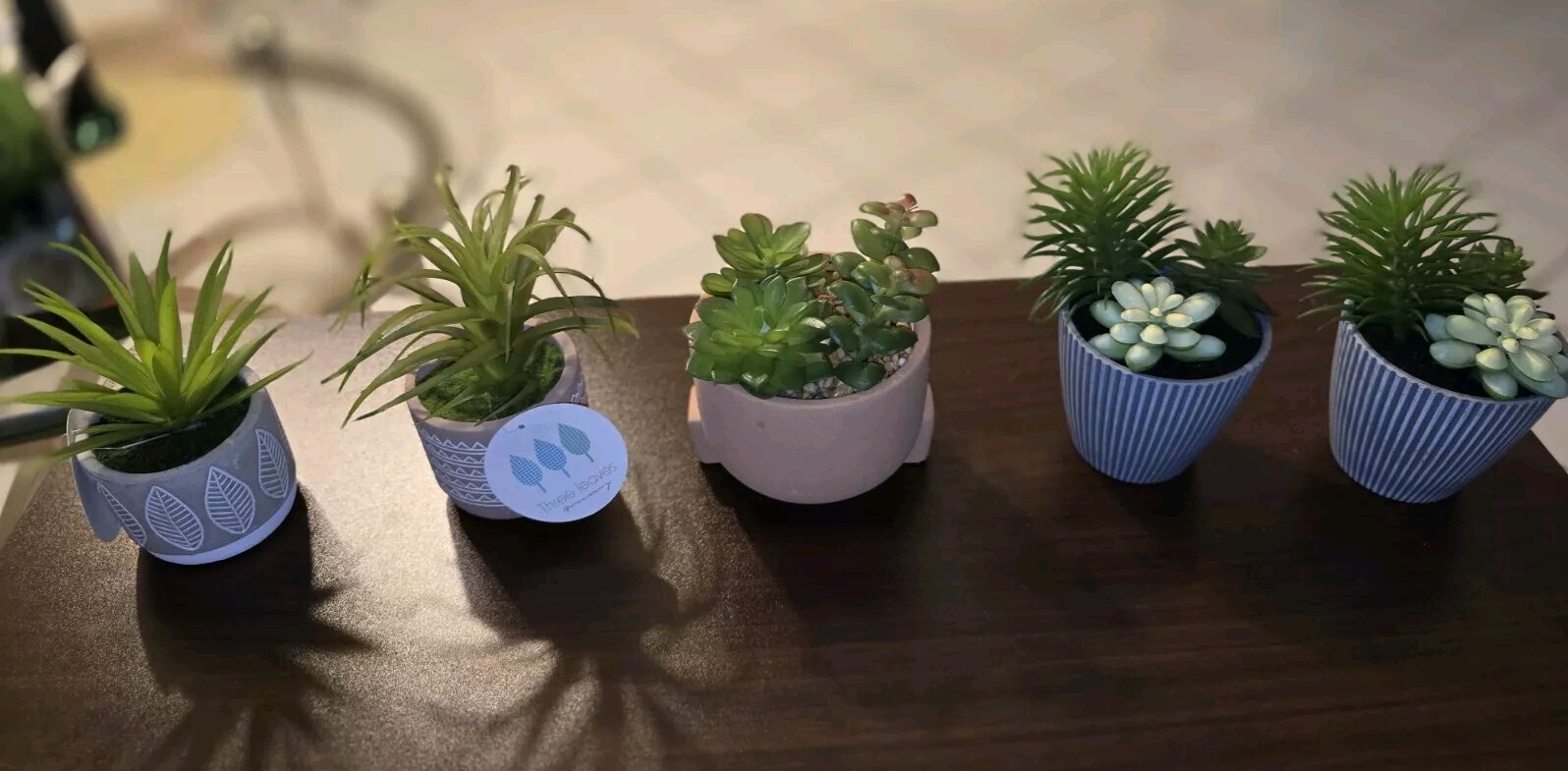 Beautiful Succulent Plants, All 5! Easy, No Mess House Decor. Sold Together.
