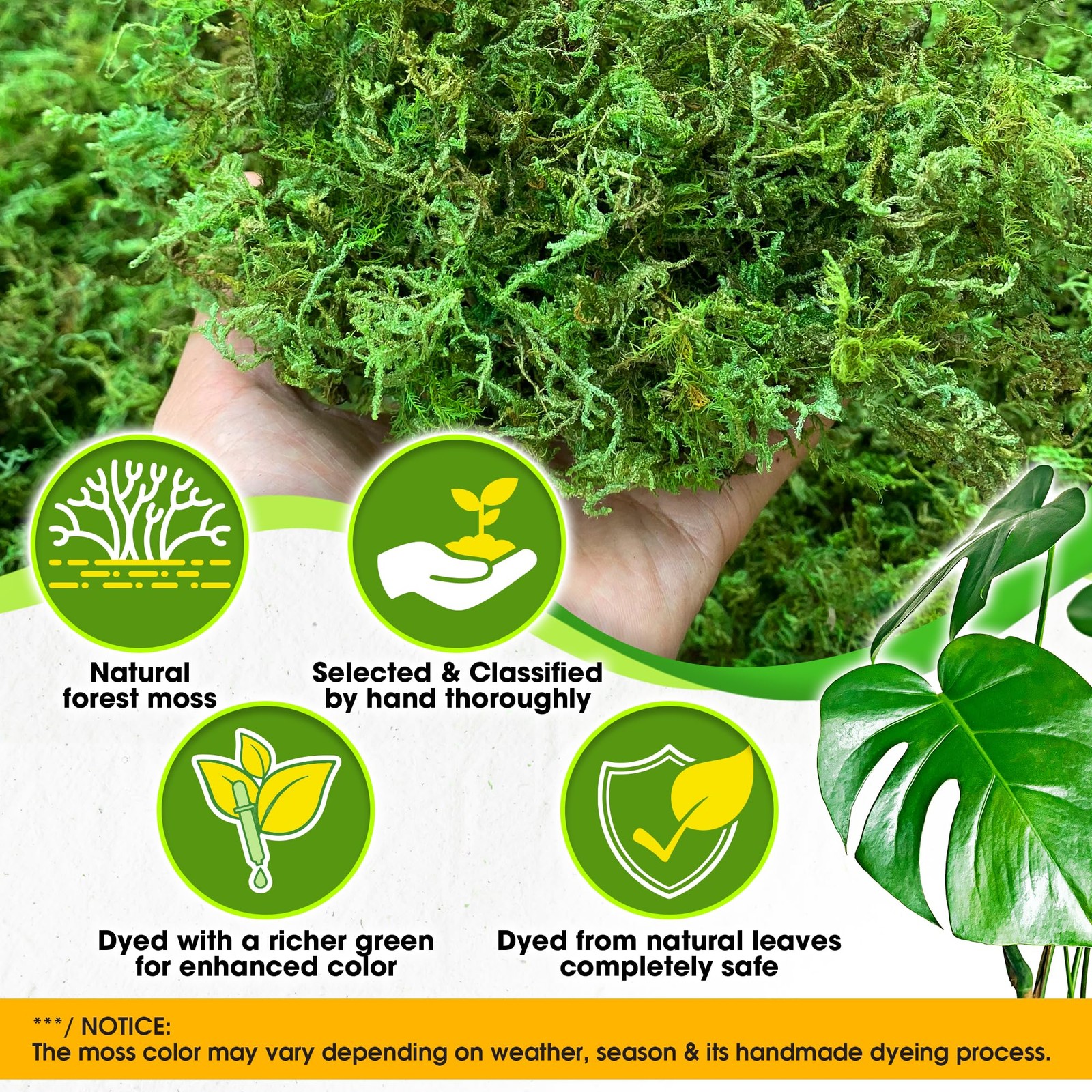 [Upgraded] Green Moss for Crafts, Real Forest Moss Potted Plants, Decorative …
