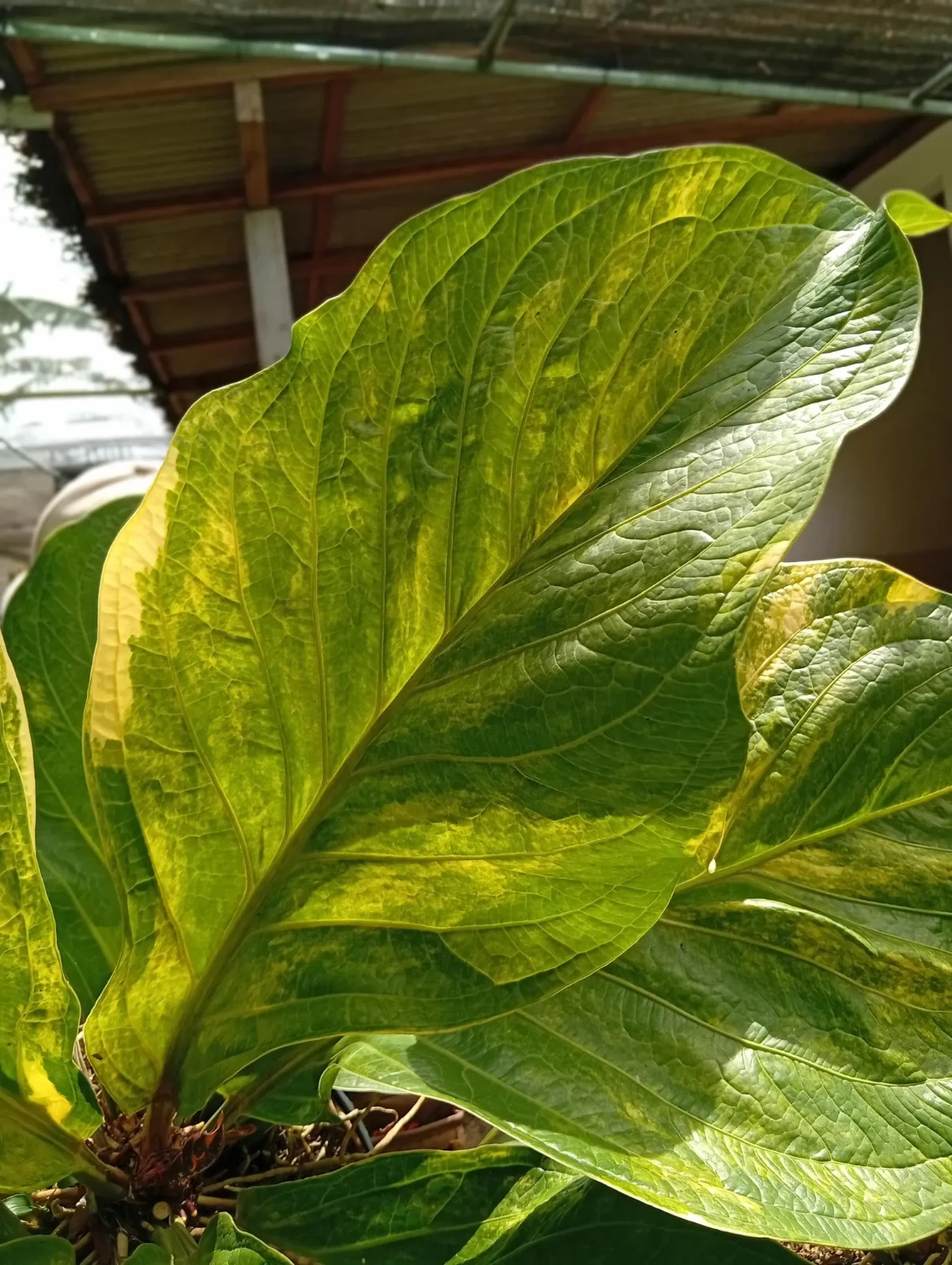 Real Picture Anthurium Jemanii Cobra Batik Variegated Big Size