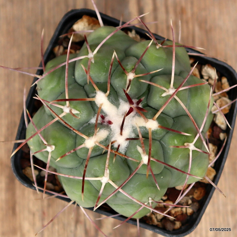 D3918 THELOCACTUS HEXAEDROPHORUS pot8-H6-W9 cm MaMa Cactus