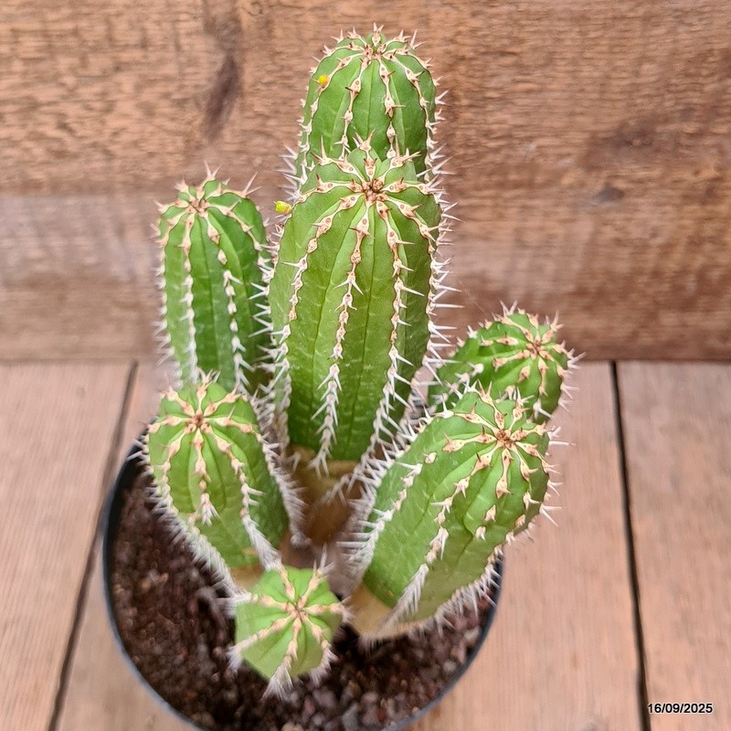 D6470 EUPHORBIA ECHINUS pot14-H23-W15 cm MaMa Cactus