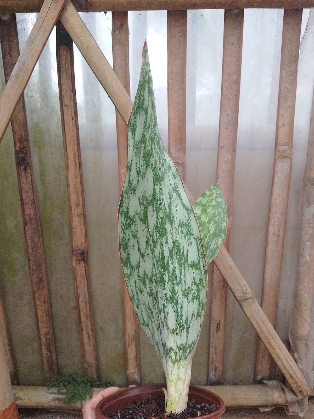 Sansevieria Sp Mocuba Big Size Rare Snake Plant