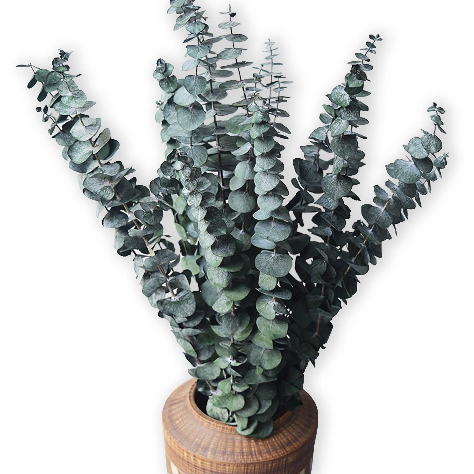 Eucalyptus for Shower 10 Pcs Hanging Dried Eucalyptu Stems 17″ Real Eucalyptu…