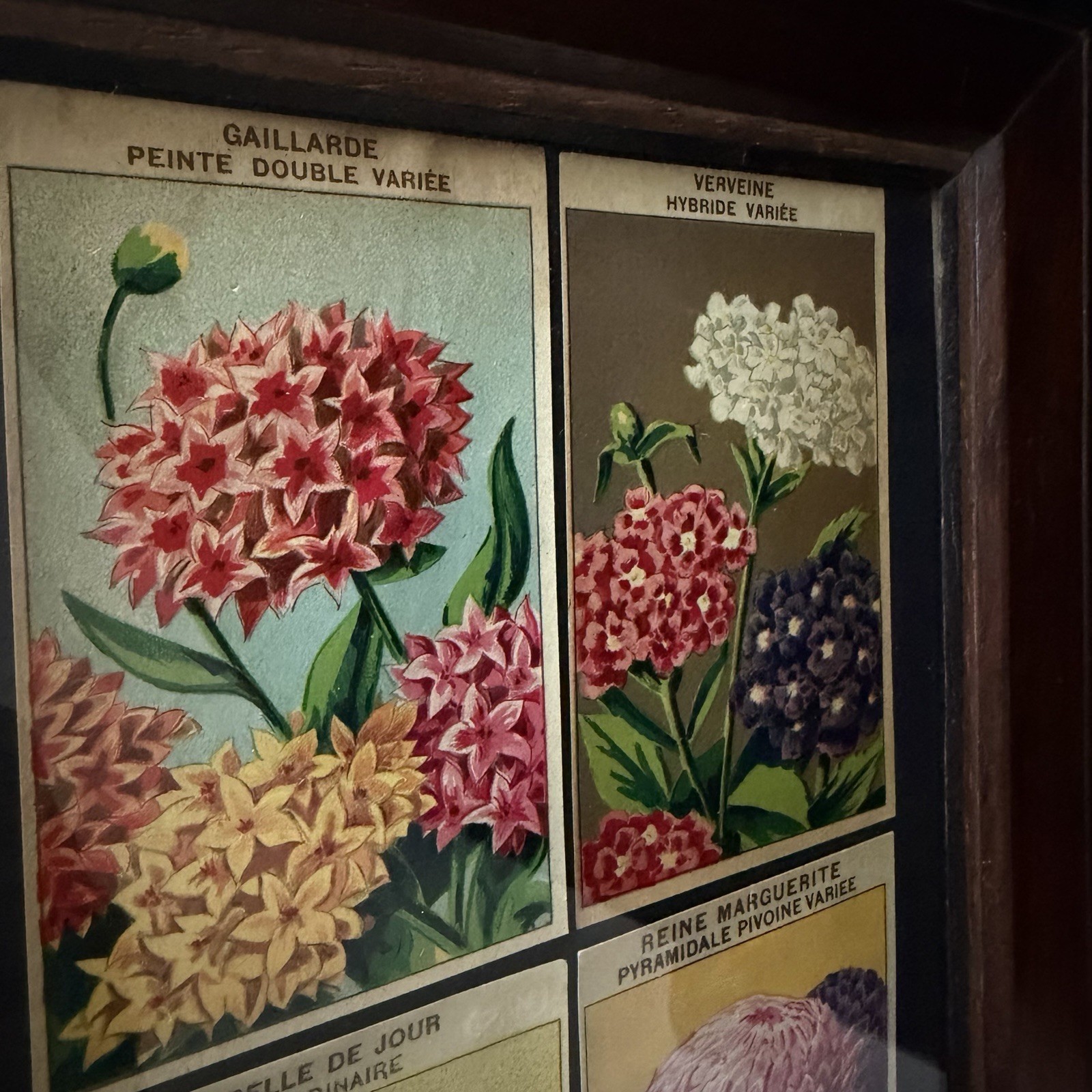 Vintage French Seed Packet Labels Framed Botanical Wall Art Wood Frame