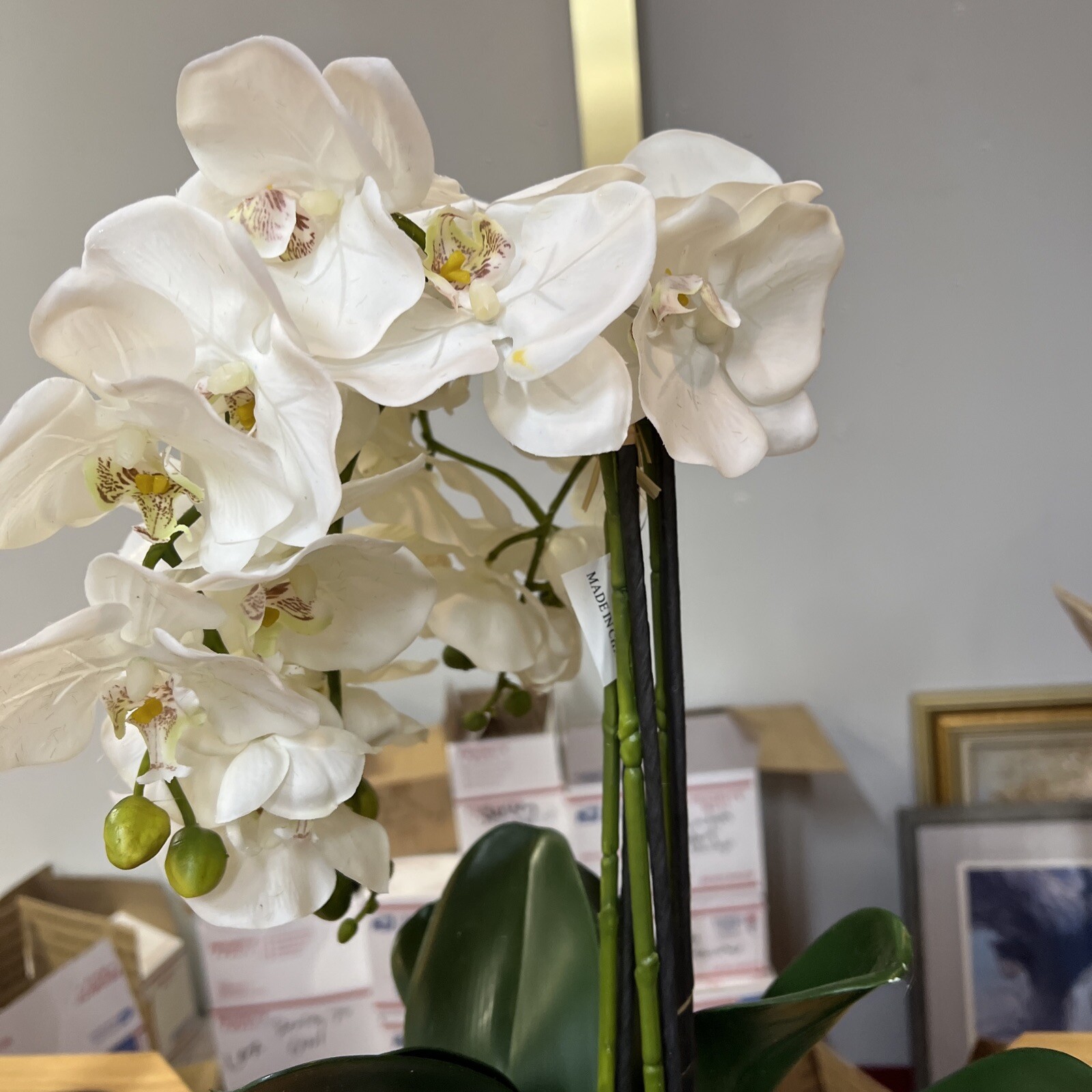 22″ Orchid Green White In Ceramic Pot Planter Valerie Parr Hill