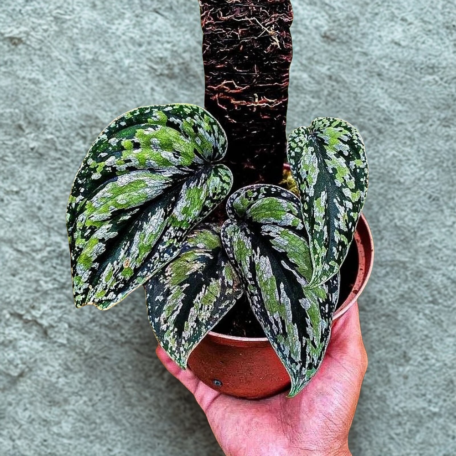 Scindapsus Tricolor Sp Borneo Live Plant Rare Aroid Indoor Grow in Pot