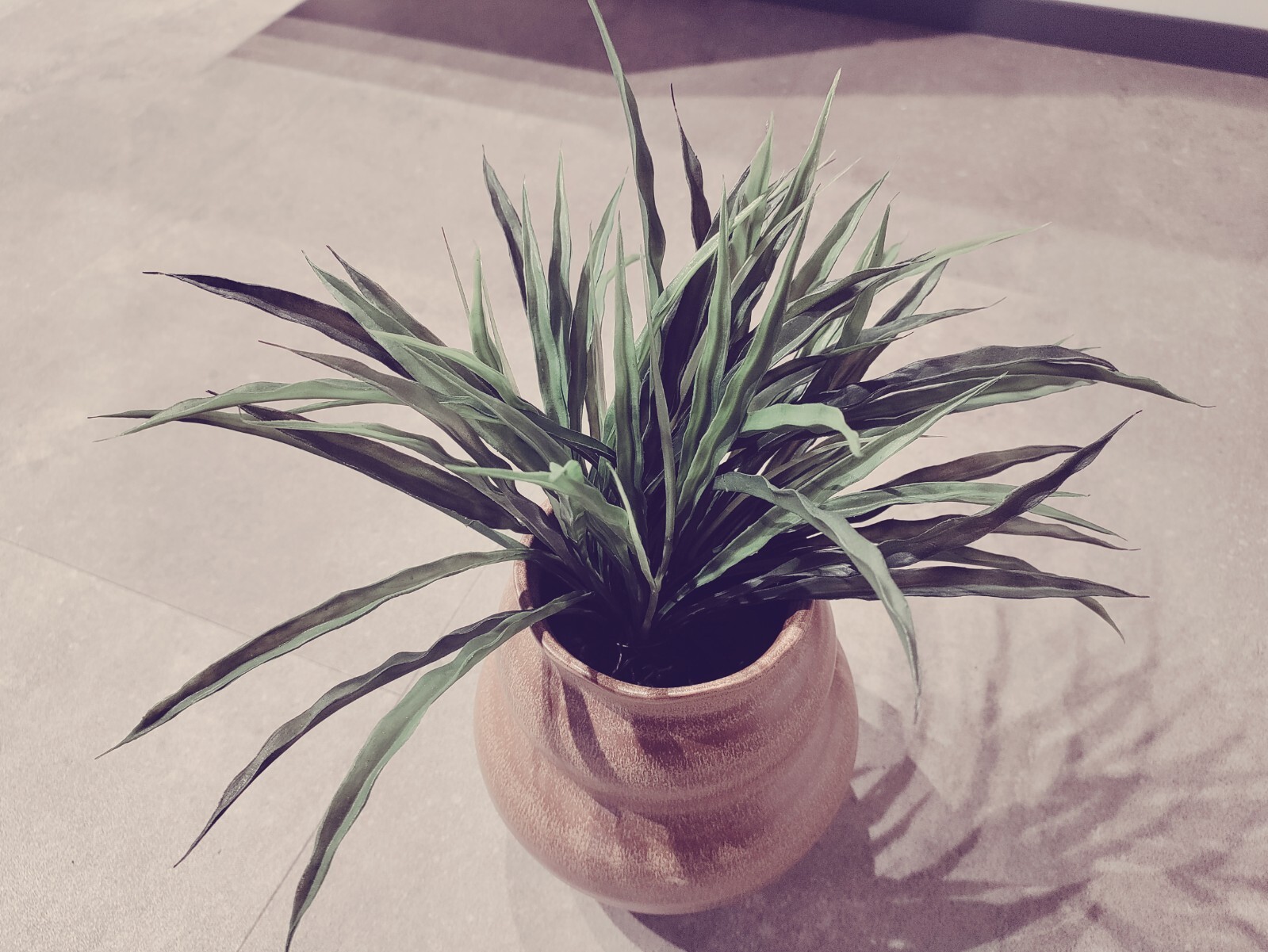 plant