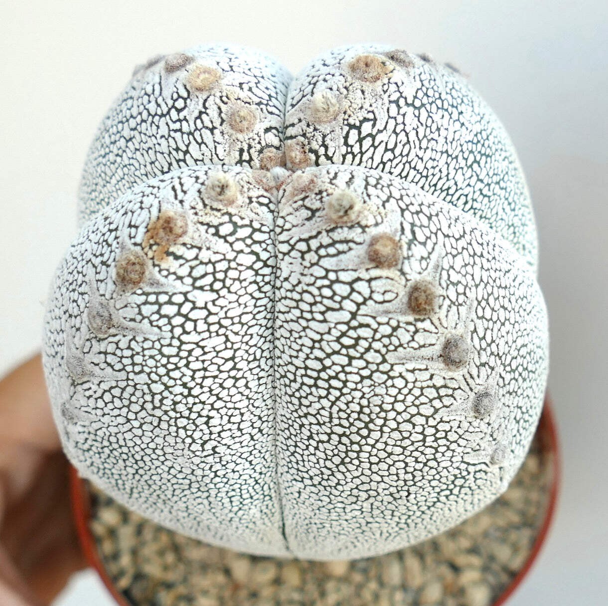 Astrophytum cv ONZUKA QUADRICOSTATUM WHITE – Bishop’s cap | Star cactus
