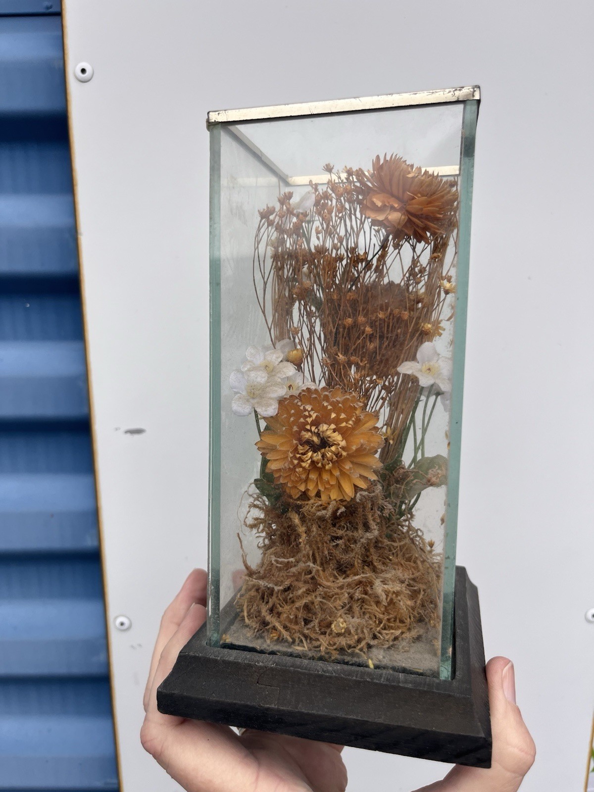 Vintage Dried Floral Terrarium Wood Display Case Boho Whimsy Leonard Creations