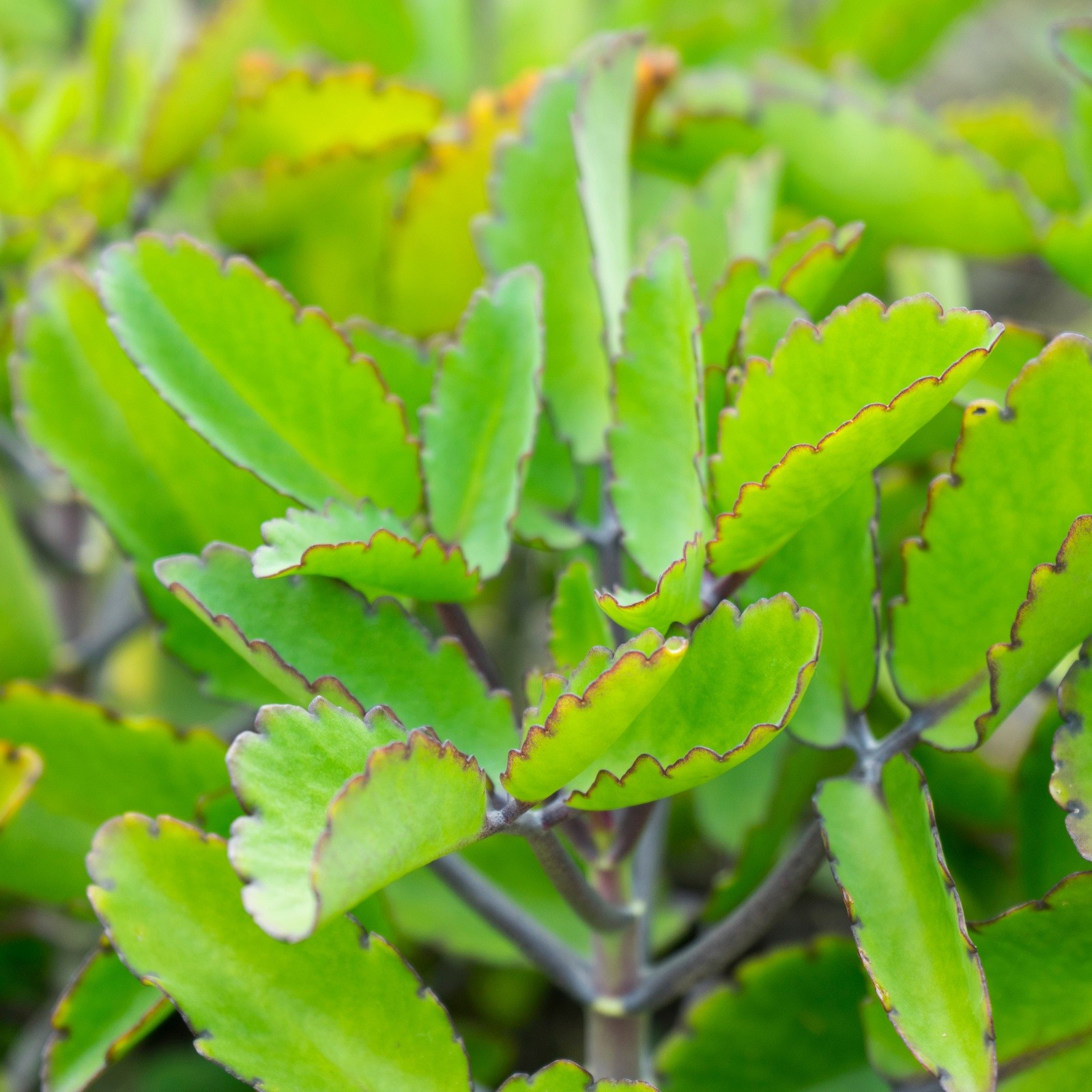 5x Bryophyllum pinnatum Leaves | Miracle Leaf | Fresh Organic Cuttings for Growi