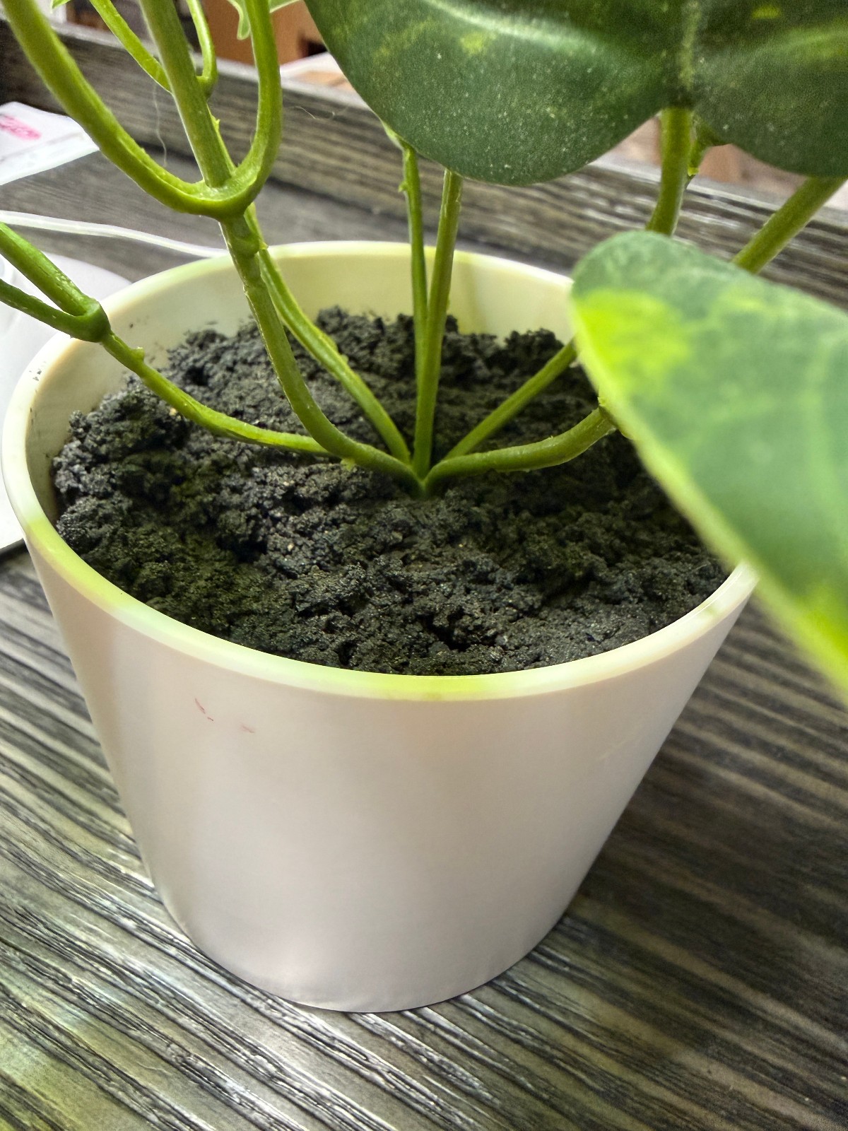 Lot of 3 artificial house plants: pathos, boxwood, and peony EUC