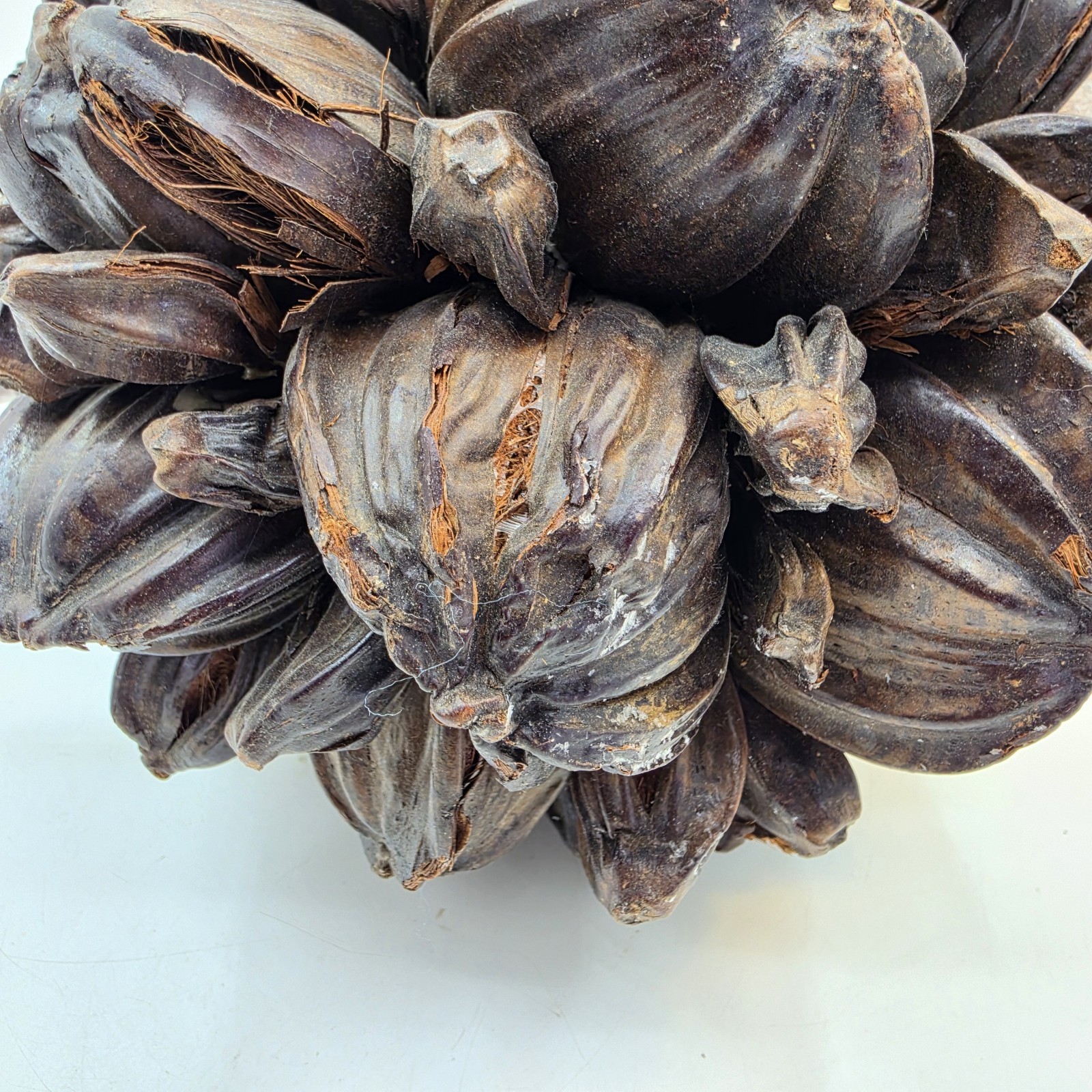 Vietnamese Water Coconut Nipa Palm Fruit Cluster Seed Pod Nypa Fruticans HTF US