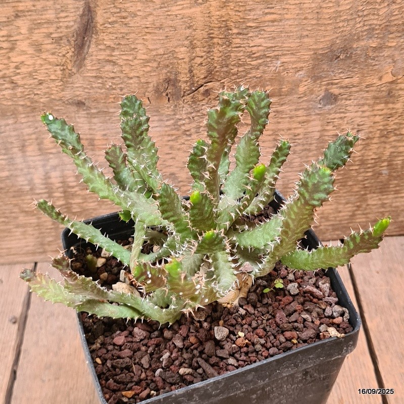 D6478 EUPHORBIA STELLATA BIG CAUDEX pot12-H13-W18 cm MaMa Cactus