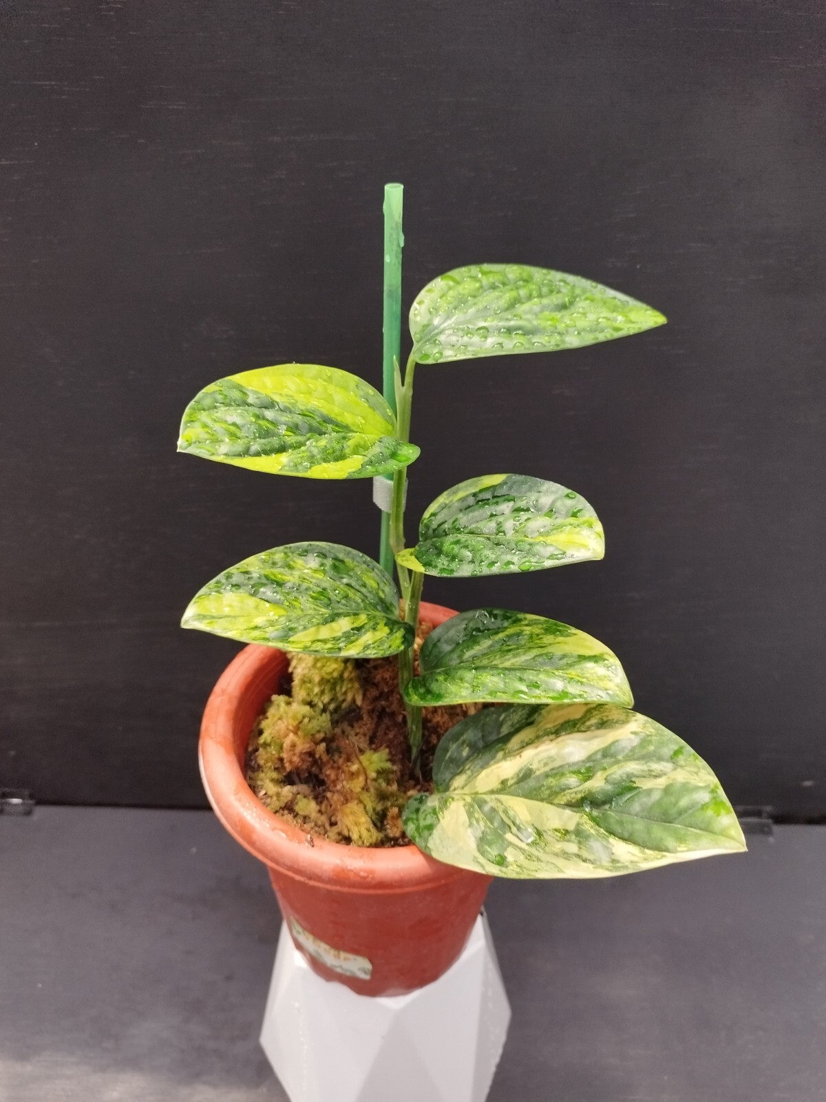 Monstera Karstenianum Peru Variegated Real Picture