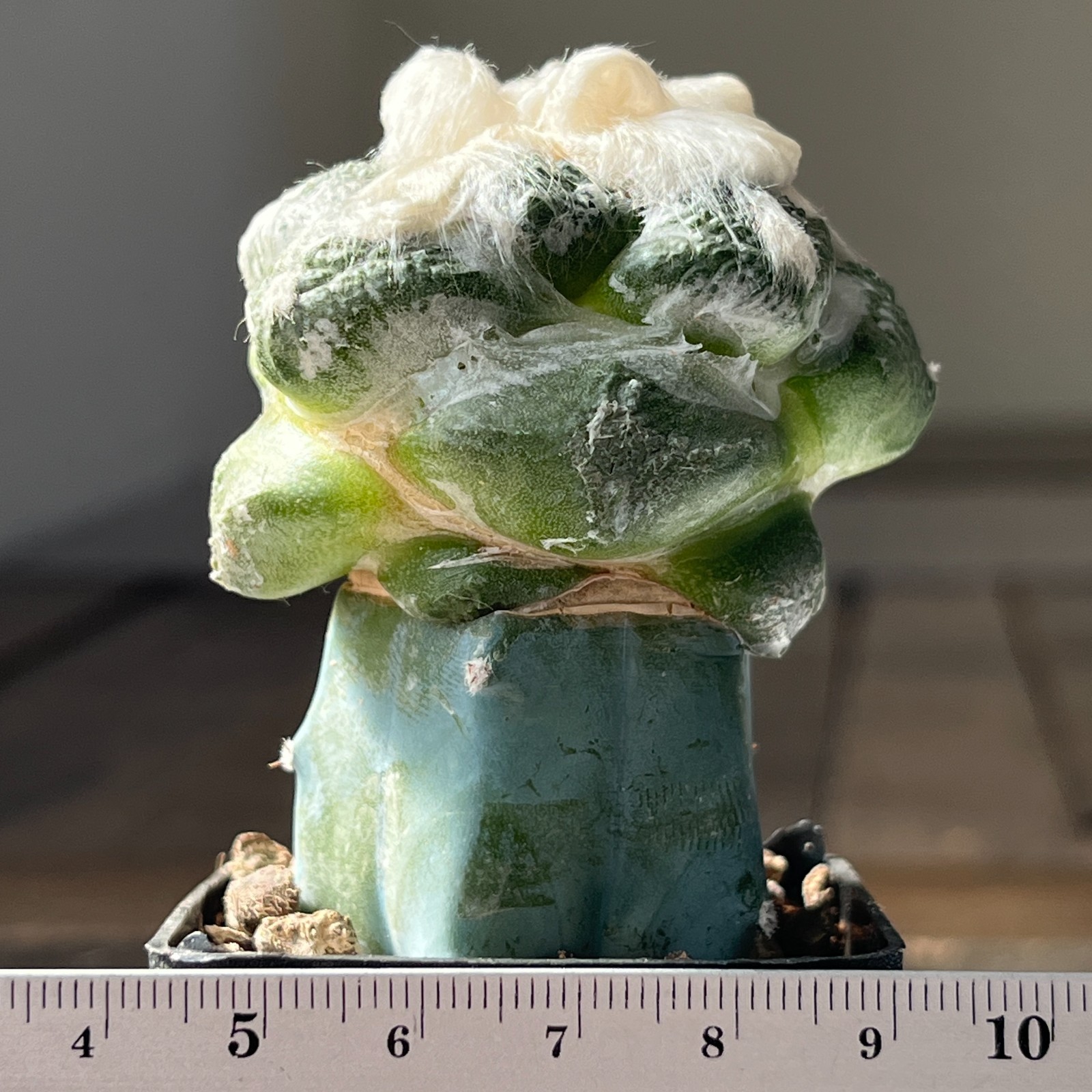 A15-180 Cactus lloydii cv. Ball Shape, grafted