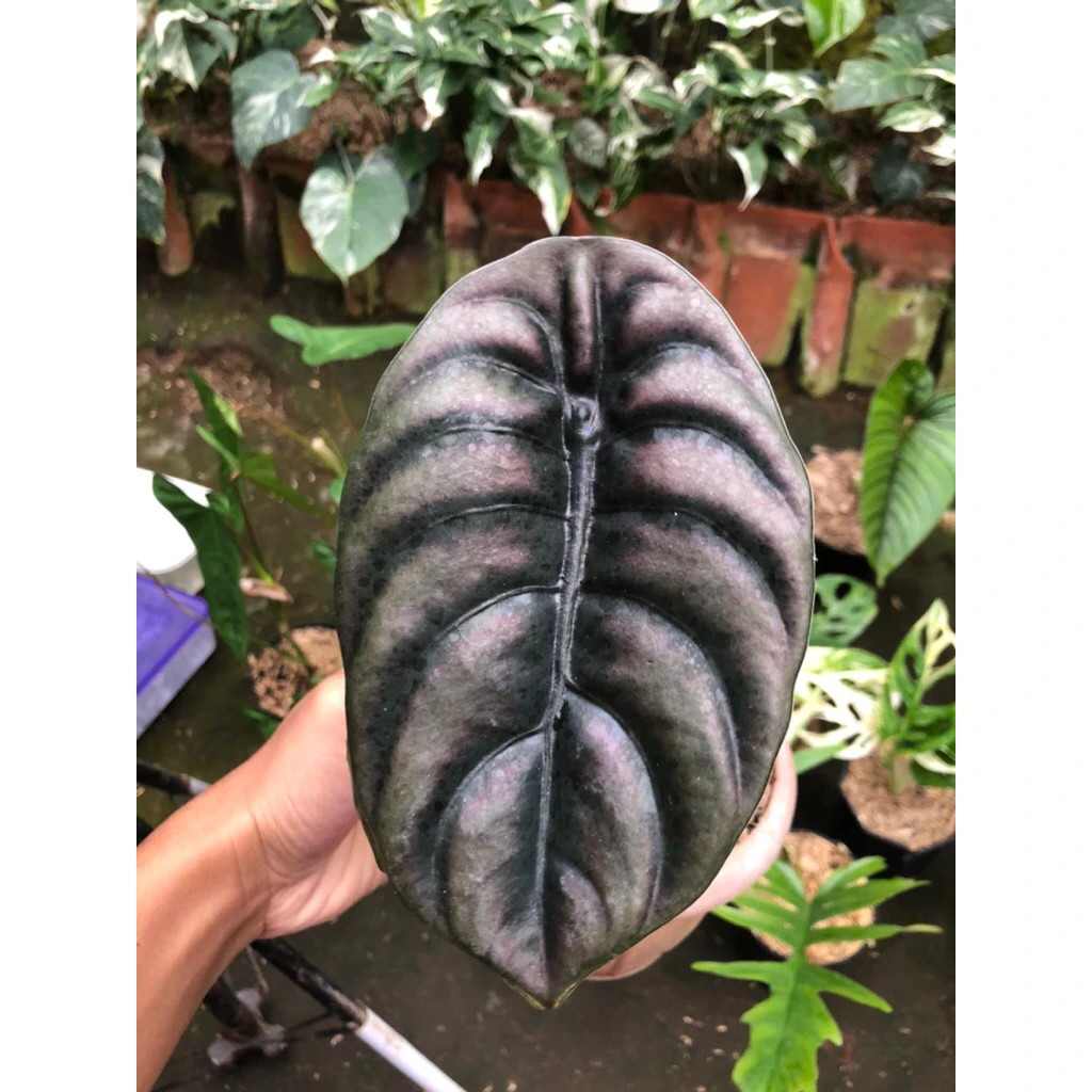 Alocasia Cuprea Rare Unique Live Tropical Plant PL105