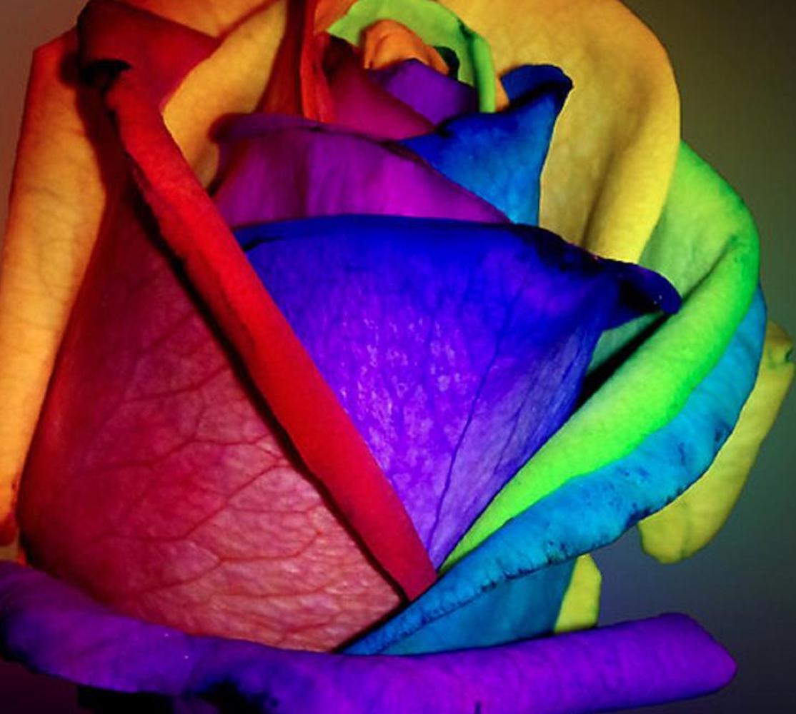 10 RARE RAINBOW ROSE SEEDS perennial hybrid tea flower garden USA SELLER W/TRACK