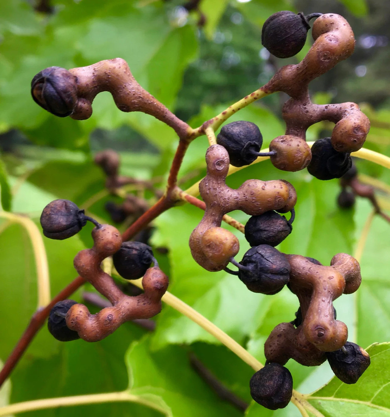 Hovenia dulcis – Japanese raisin tree | Oriental raisin tree