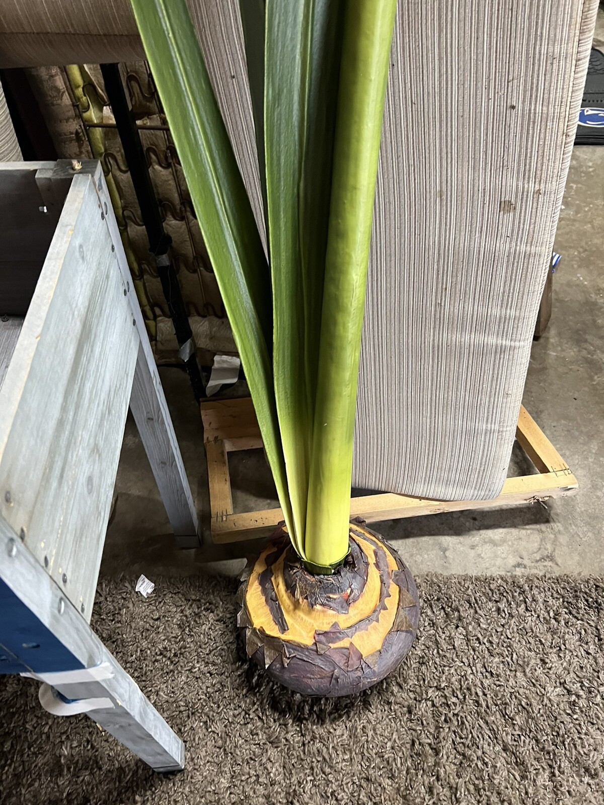 5ft Tall Silk White Iris, Amaryllis??Silk Flower Stem In Bulb. Free Standing