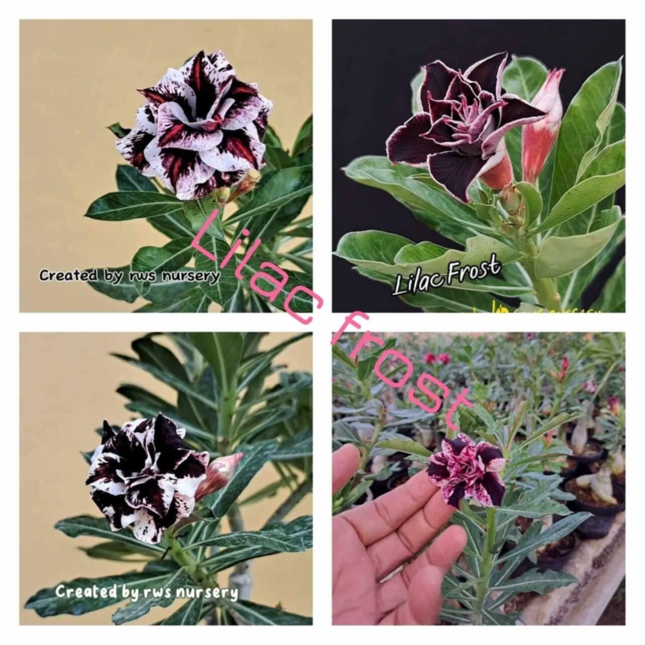 adenium plant