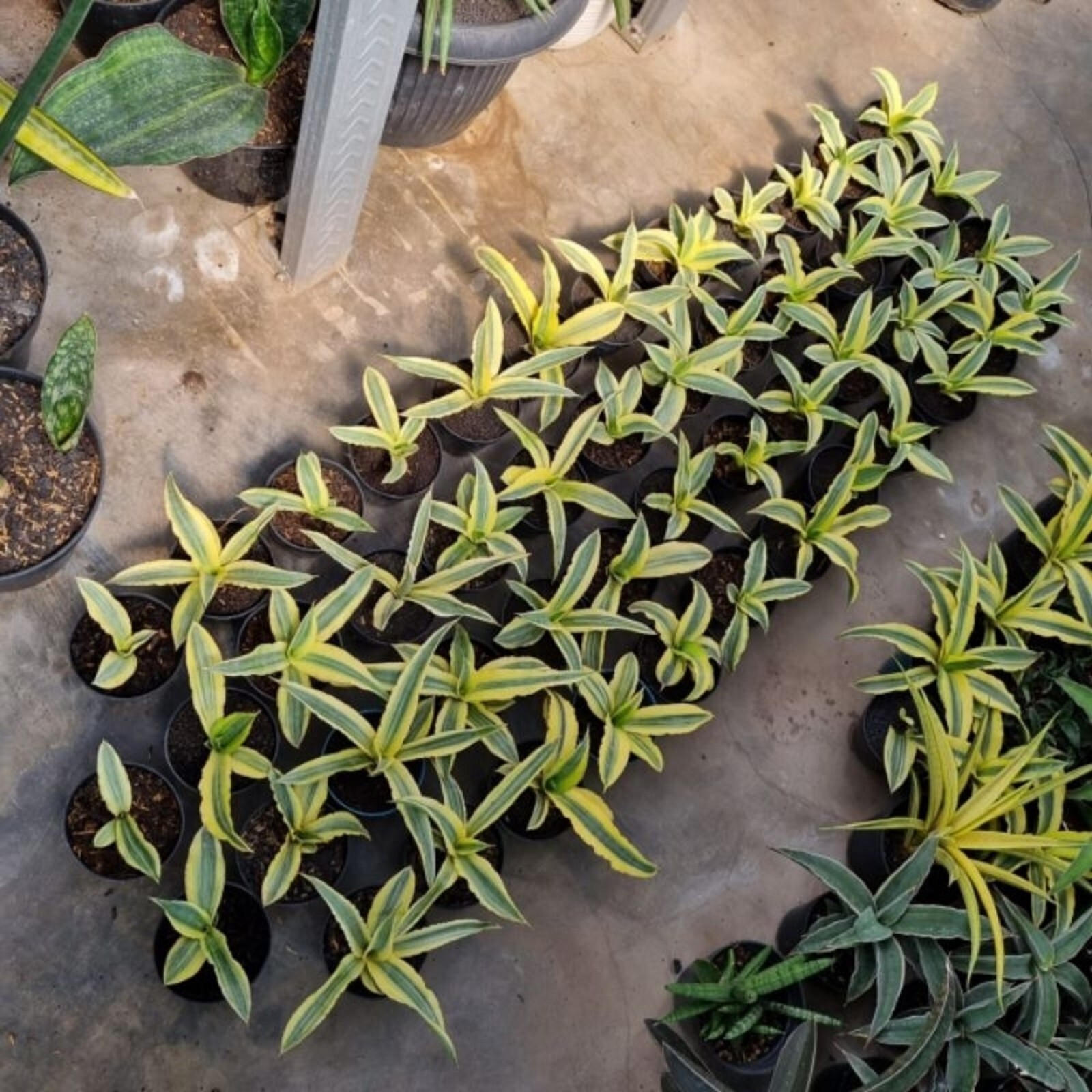 Sansevieria Katana Variegated Rare Unique Snake Plant